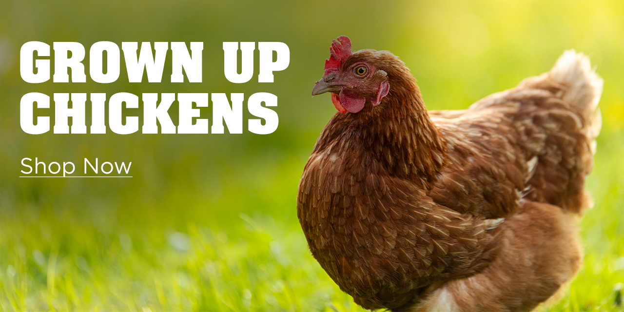 grown up chickens